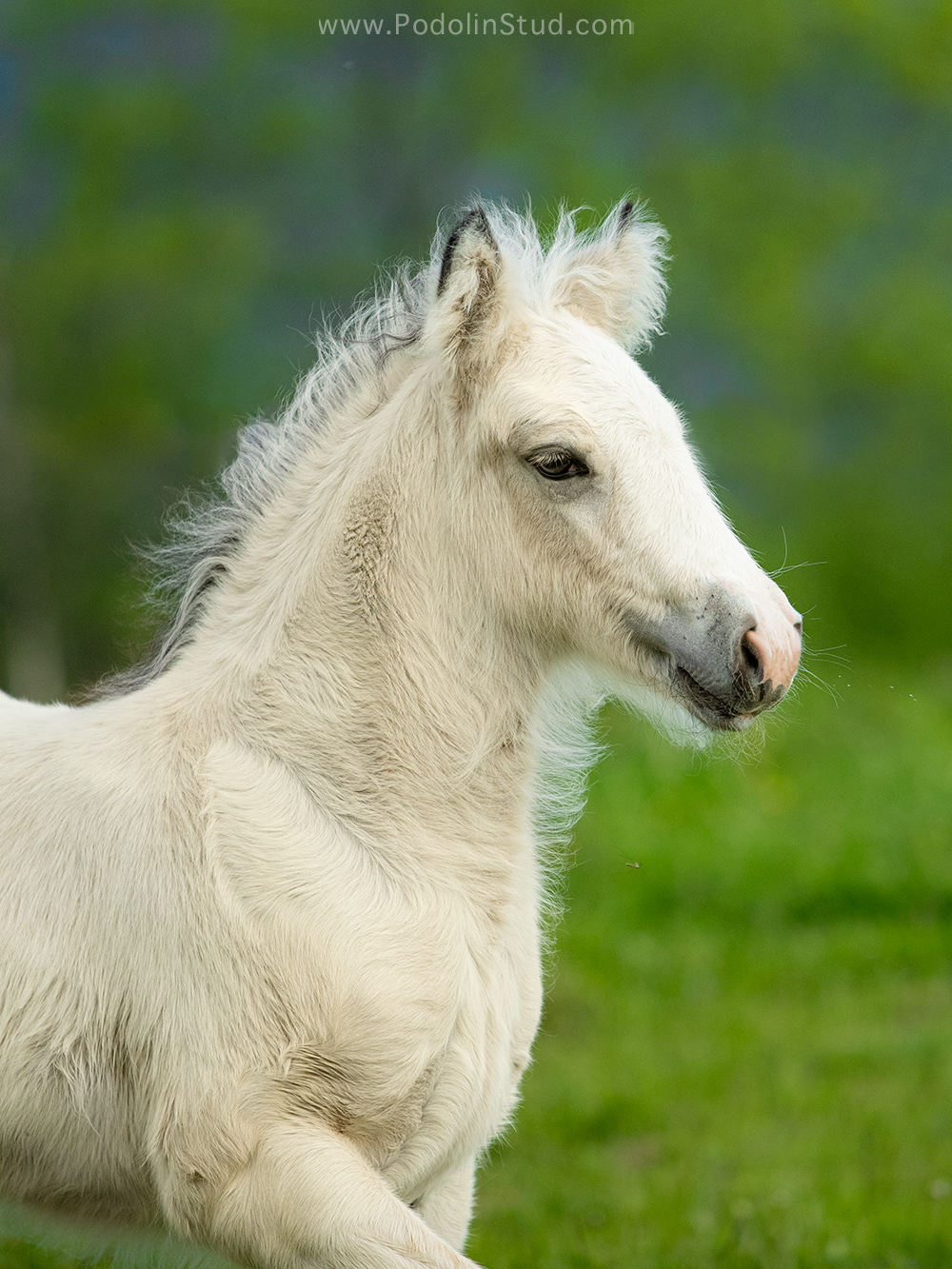 Exceptional Buckskin Filly